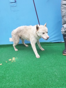 제주 동물보호센터_450650202400697