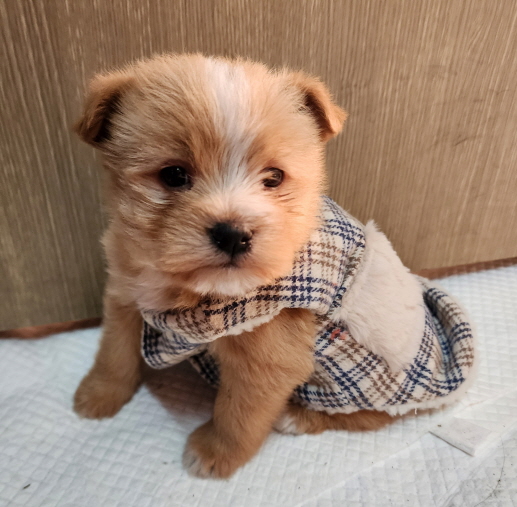 점곡보호소_447516202400042