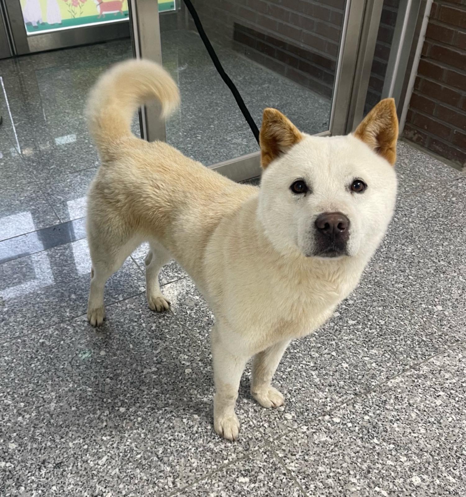 강릉시 동물사랑센터_442420202400085