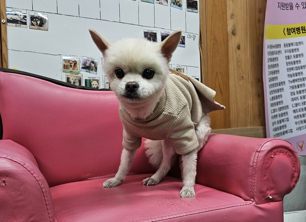 진해유기동물보호소_448532202400039