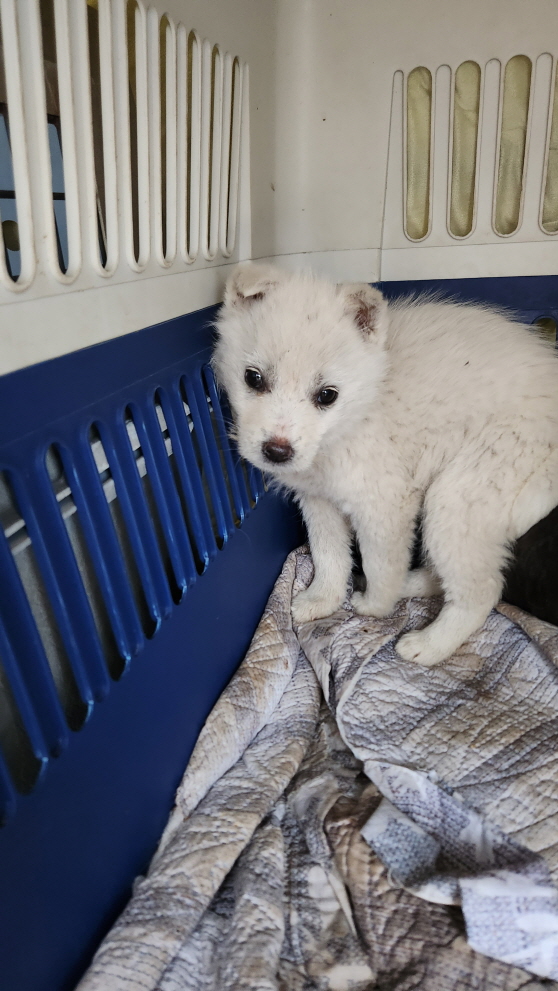 익산유기동물보호소_445468202400291