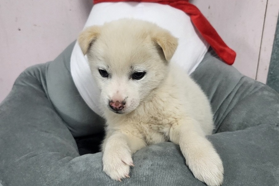 밀양시 동물보호센터_448536202400238