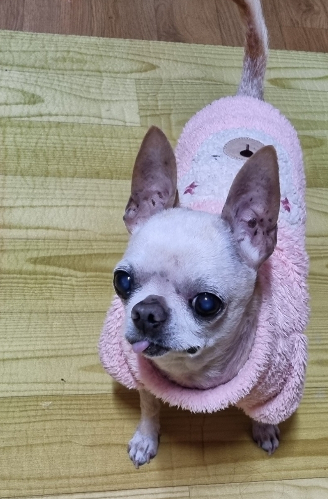 종료(반환) 치와와…