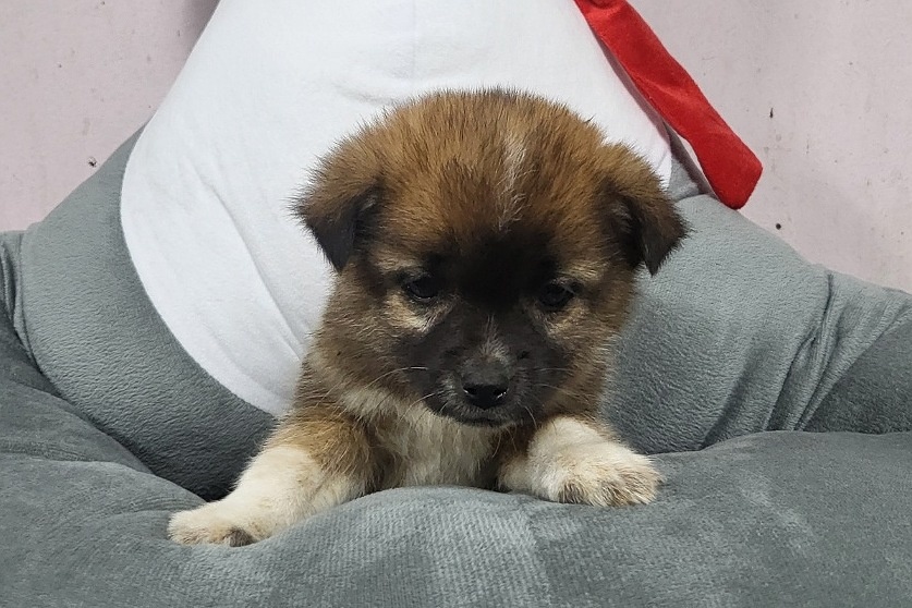 밀양시 동물보호센터_448536202400239