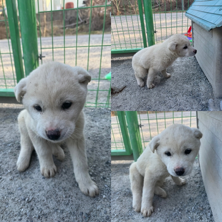 당진시동물보호소_444568202400121