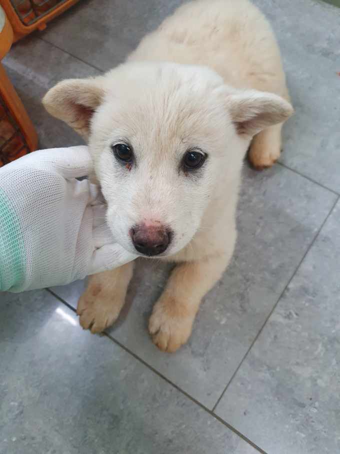 펫앤쉘터동물병원_441378202400068