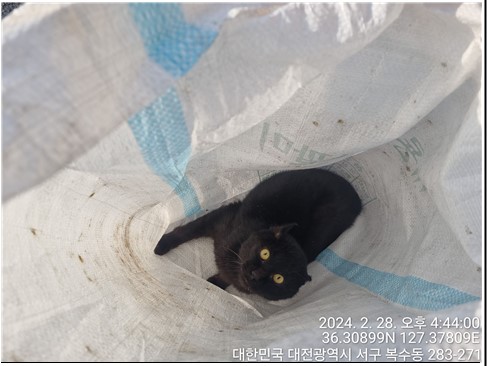 보호중 한국 고양이…