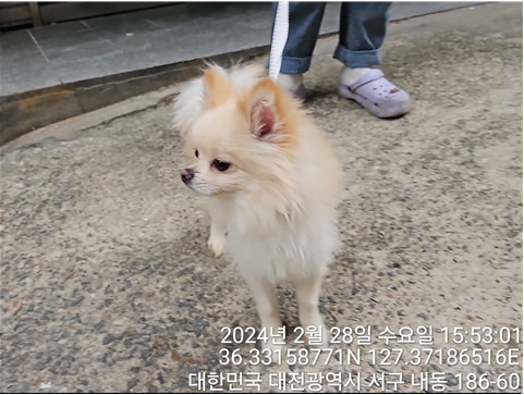 대전동물보호센터_430366202400051