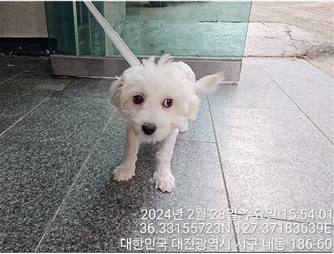 대전동물보호센터_430366202400052