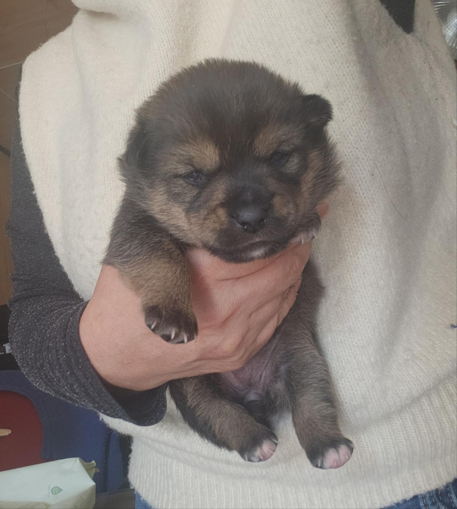 울산유기동물보호센터_431373202400104