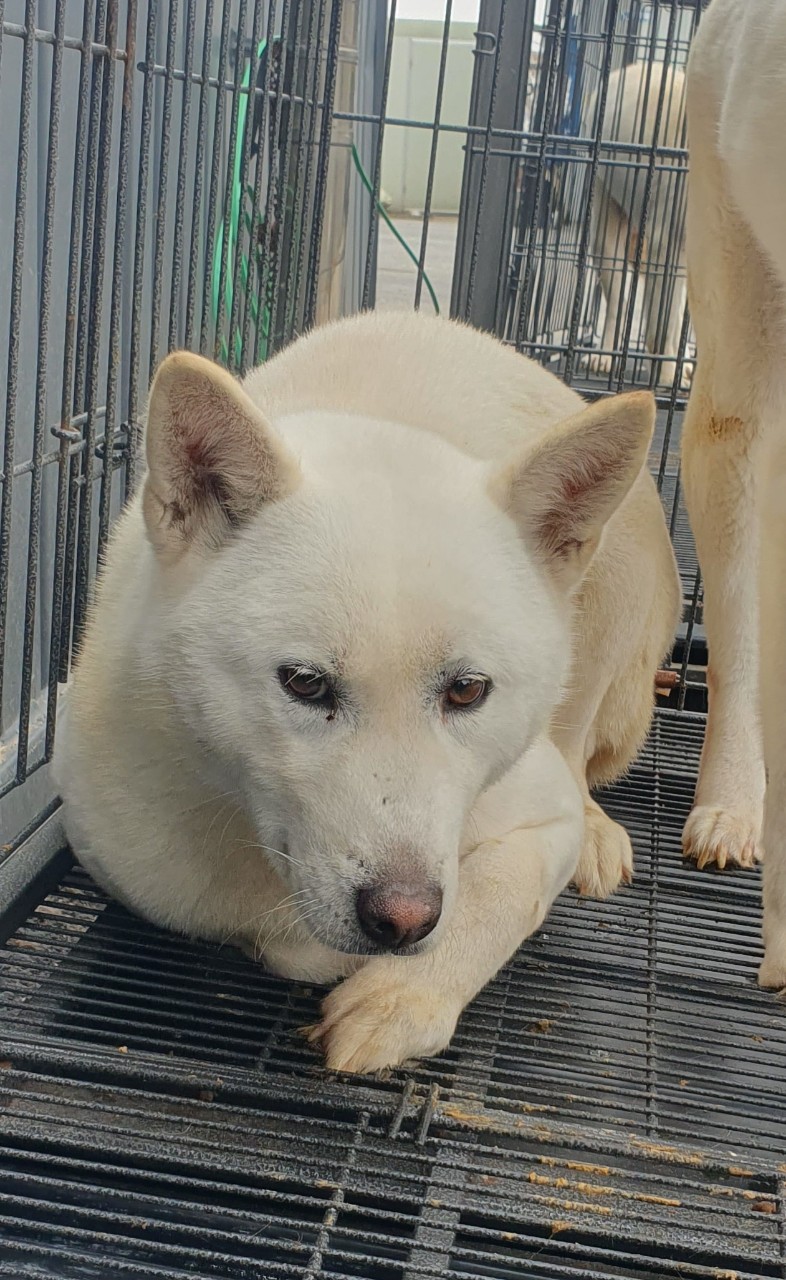 남양주시동물보호센터_441399202400194