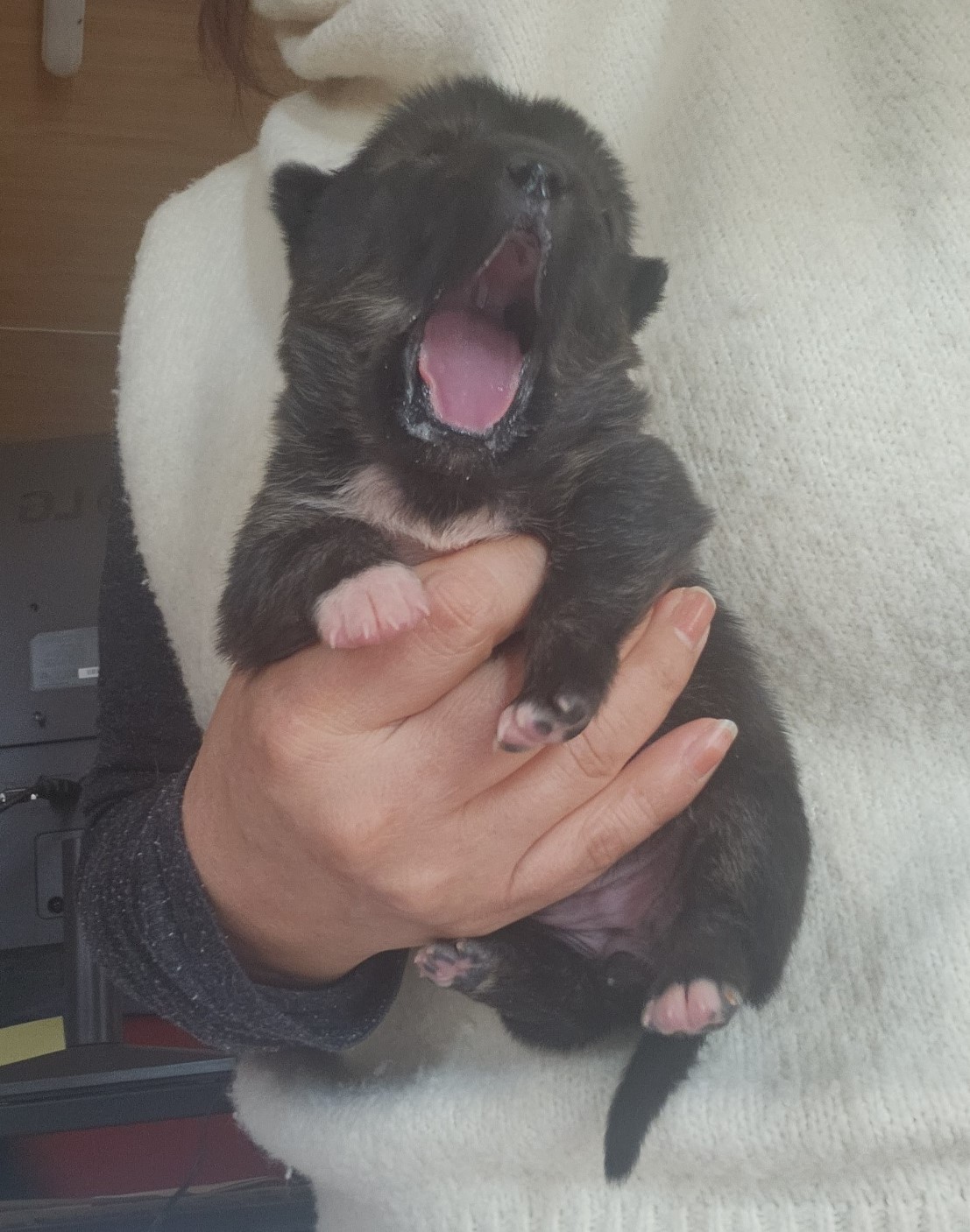 울산유기동물보호센터_431373202400106