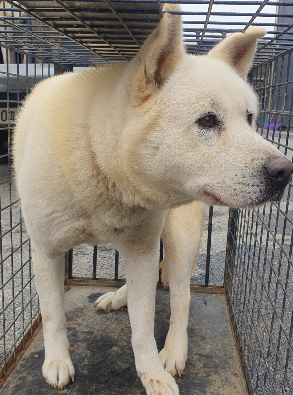 남양주시동물보호센터_441399202400202