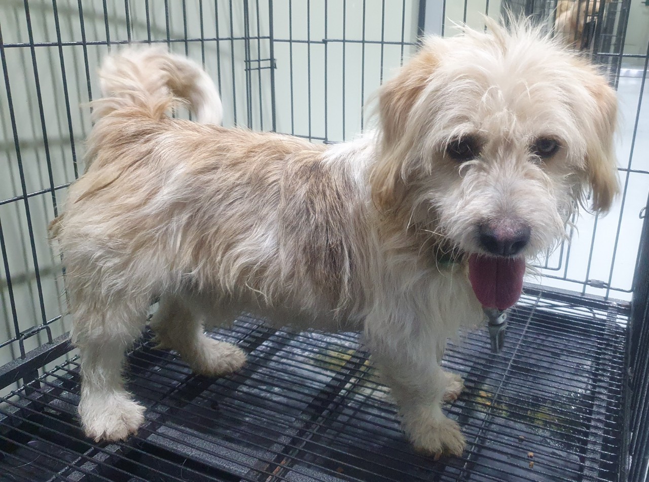 남양주시동물보호센터_441399202400208