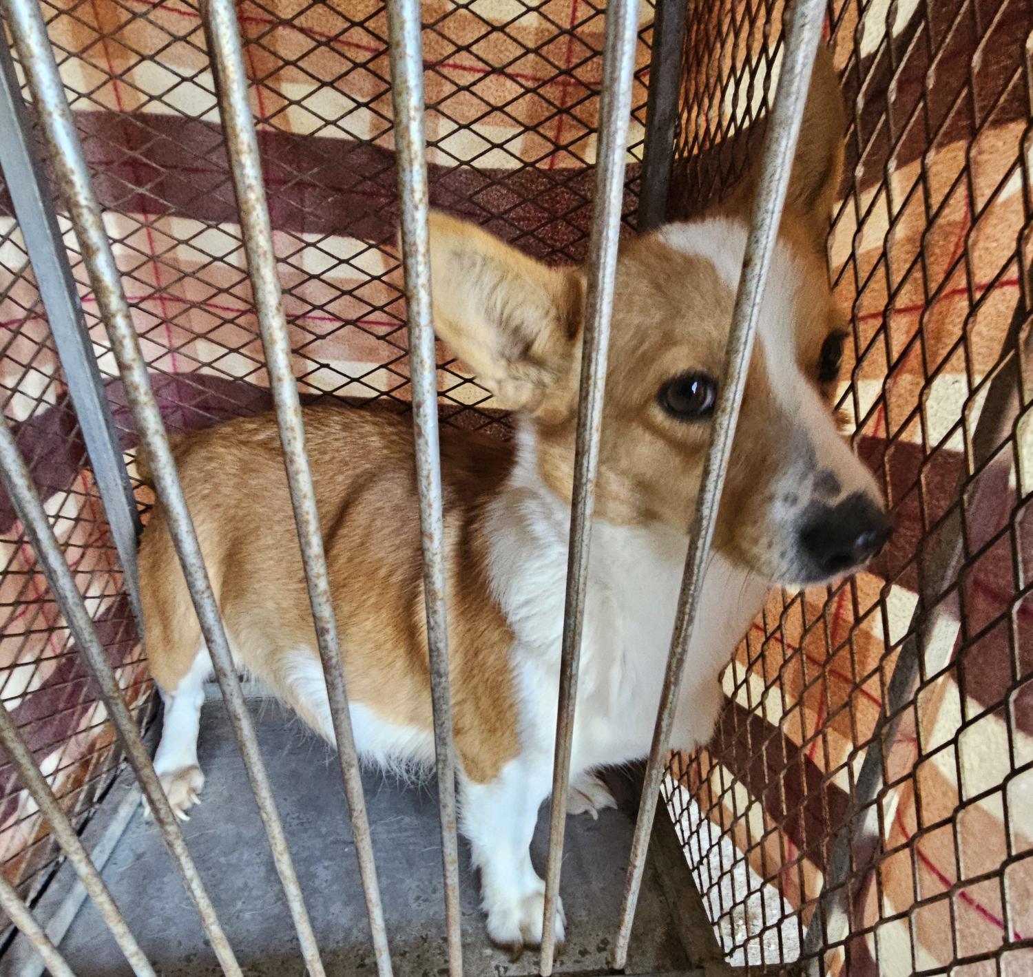 창녕 유기동물보호소_448541202400284