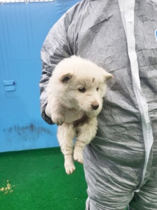 제주 동물보호센터_450650202400704