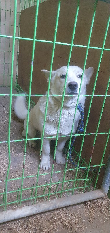 고령군 임시보호소_447520202400044