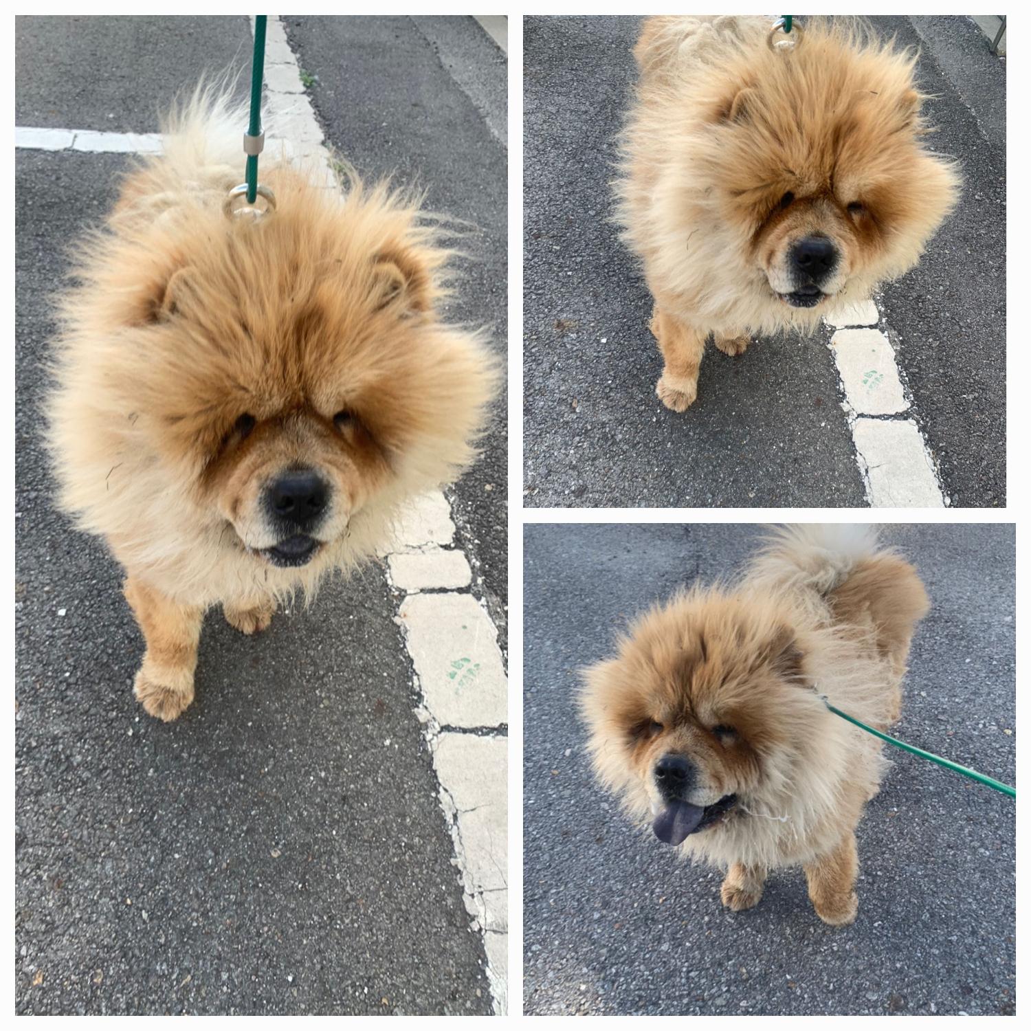 보호중 차우차우의 …