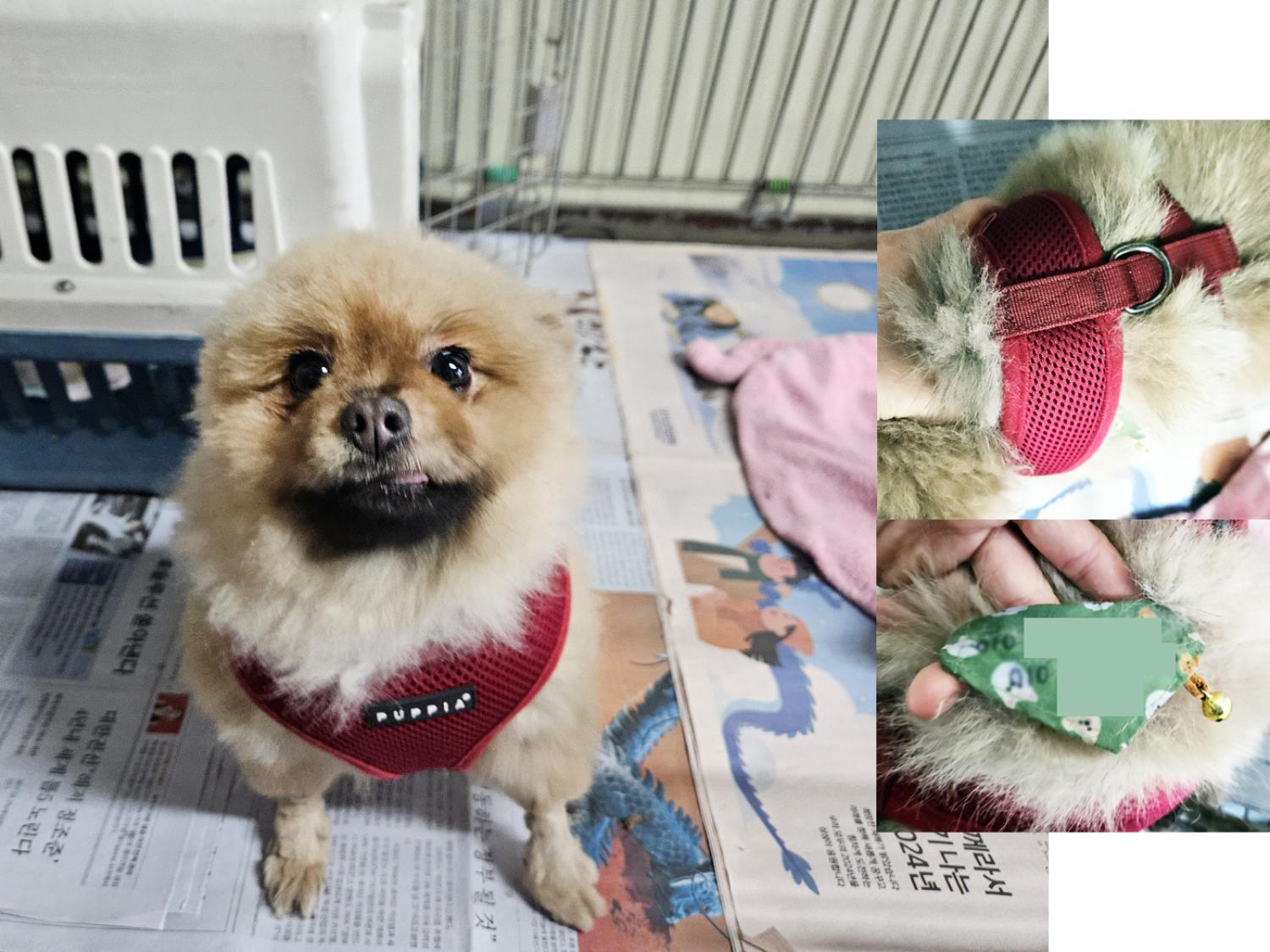 종료(반환) 포메라…