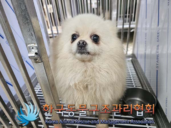 종료(입양) 포메라…