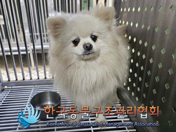 종료(입양) 포메라…