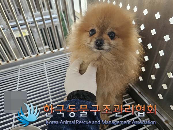 종료(입양) 포메라…