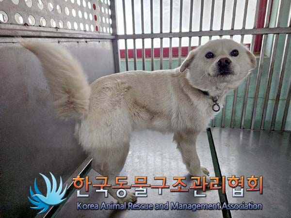 보호중 믹스견의 가…