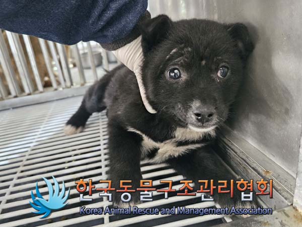 한국동물구조관리협회_441409202400246