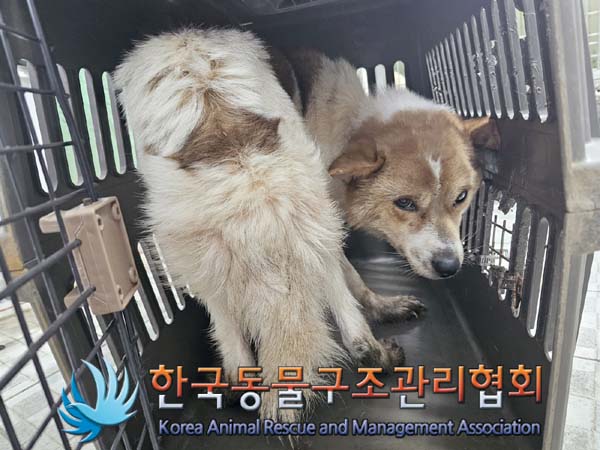 한국동물구조관리협회_441560202400163
