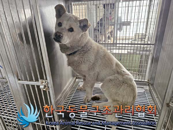 보호중 믹스견의 가…