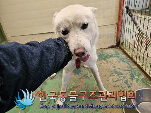 종료(반환) 믹스견…