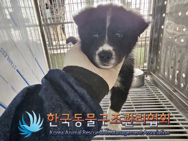 한국동물구조관리협회_441560202400162