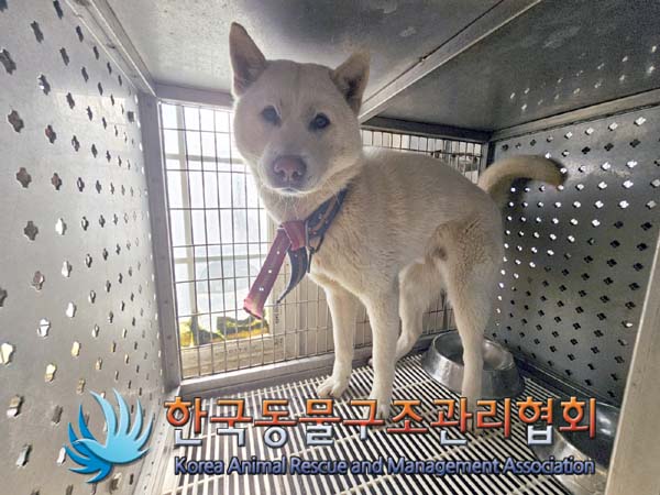 한국동물구조관리협회_441406202400250