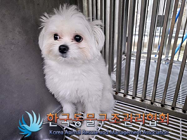 한국동물구조관리협회_441382202400094