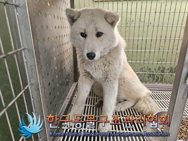 보호중 믹스견의 가…