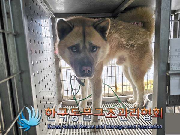 종료(자연사) 믹스…