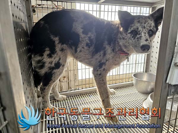 보호중 믹스견의 가…