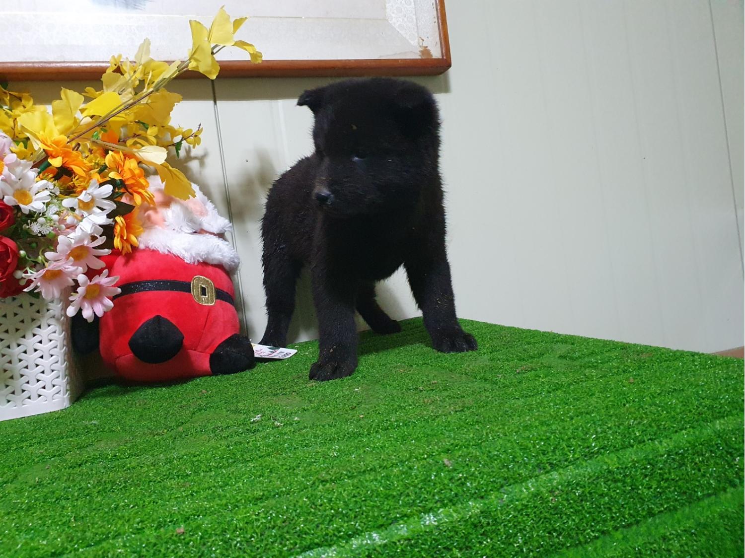 학교동물임시보호센터_446496202400061