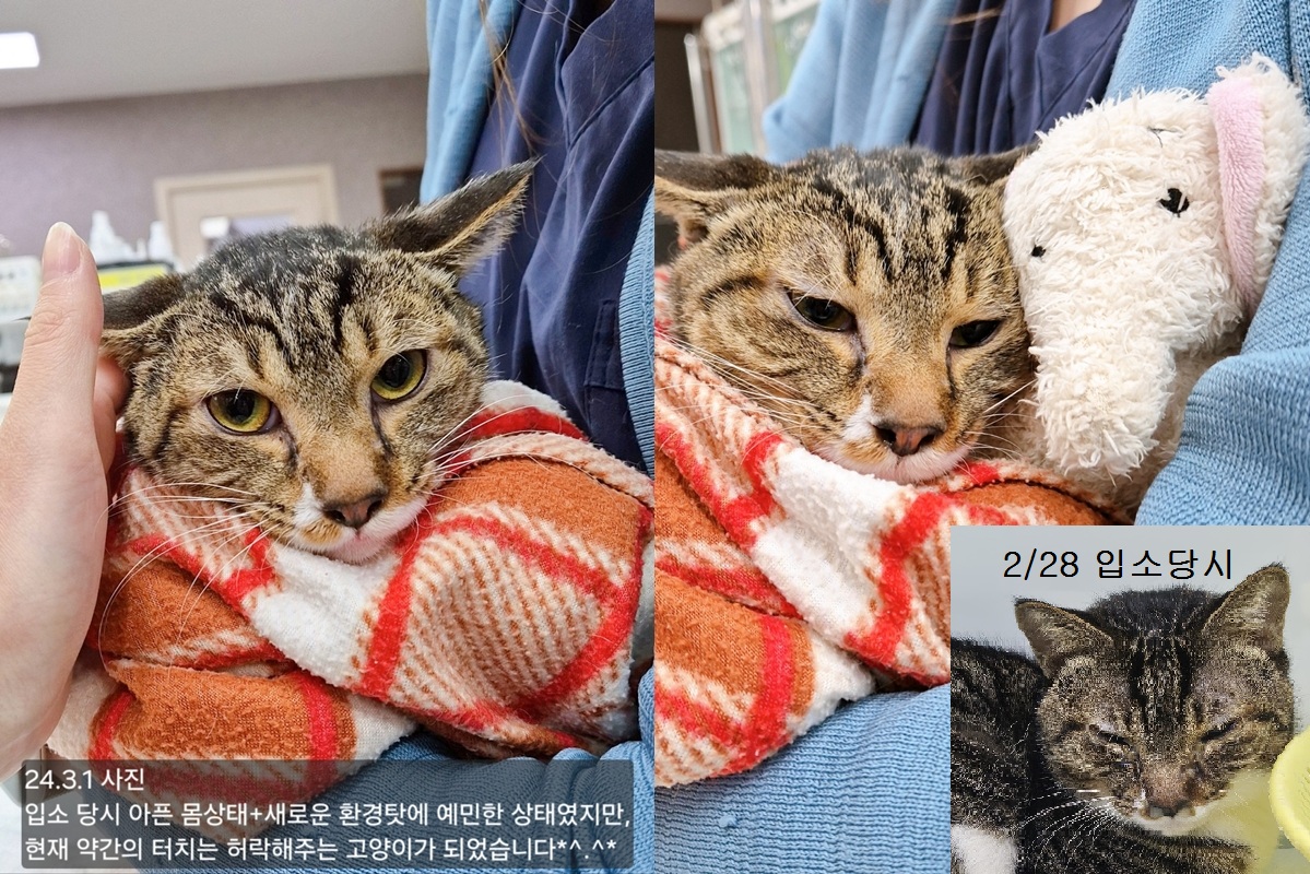 보호중 한국 고양이…