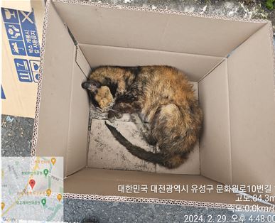 대전동물보호센터_430367202400104