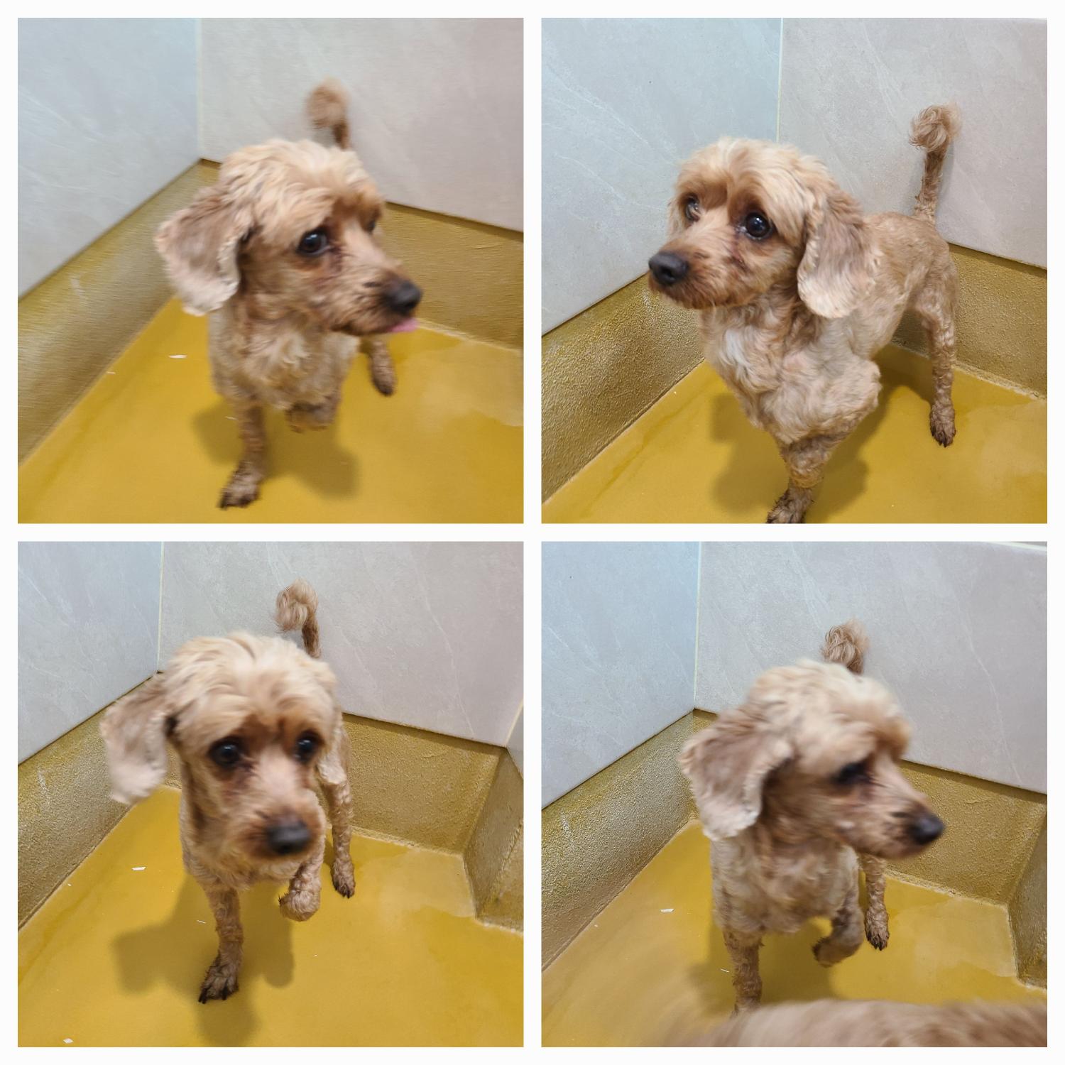 천안시 동물보호센터_444449202400206