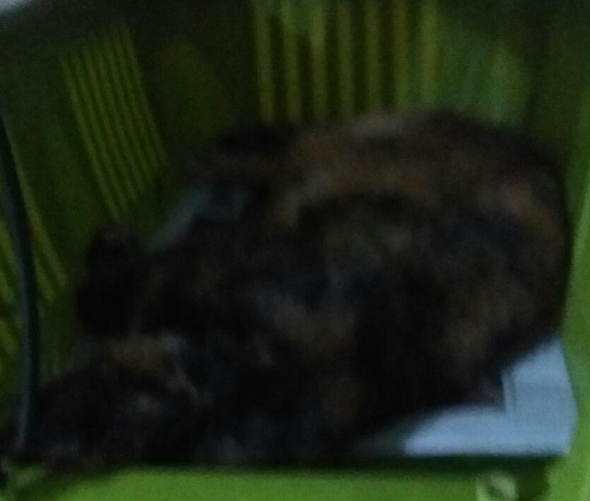 대구유기동물보호협회_427345202400076