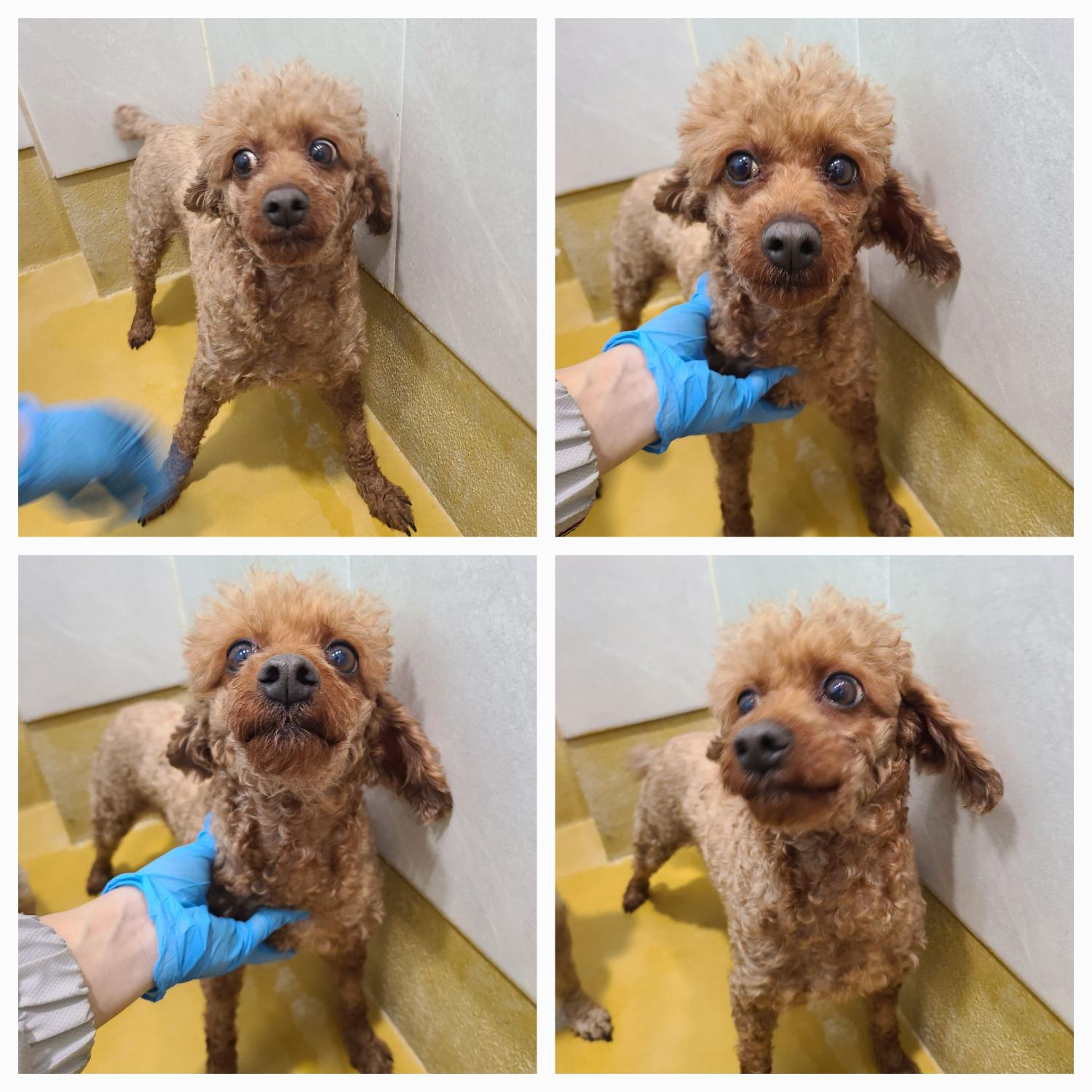 천안시 동물보호센터_444449202400205