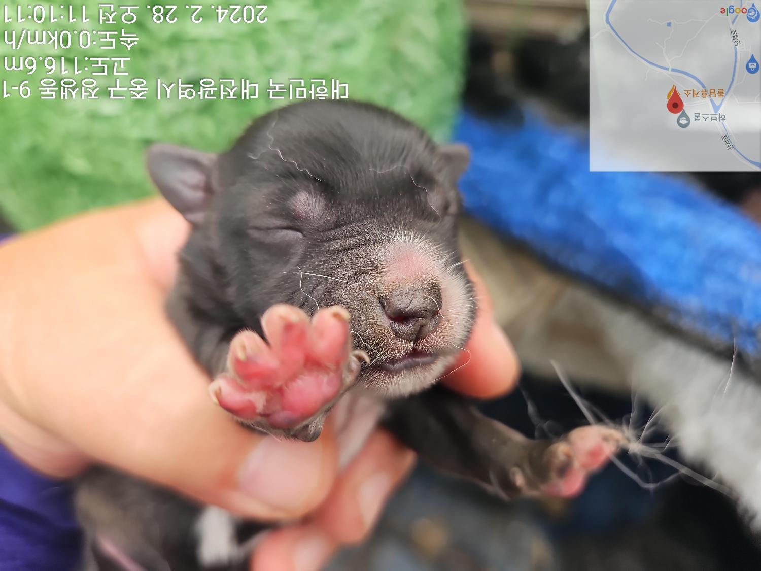 대전동물보호센터_430365202400042