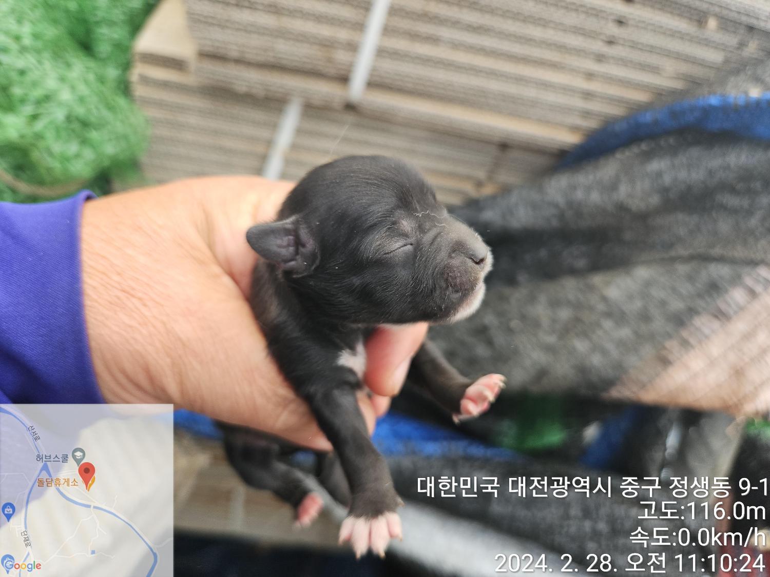 대전동물보호센터_430365202400040