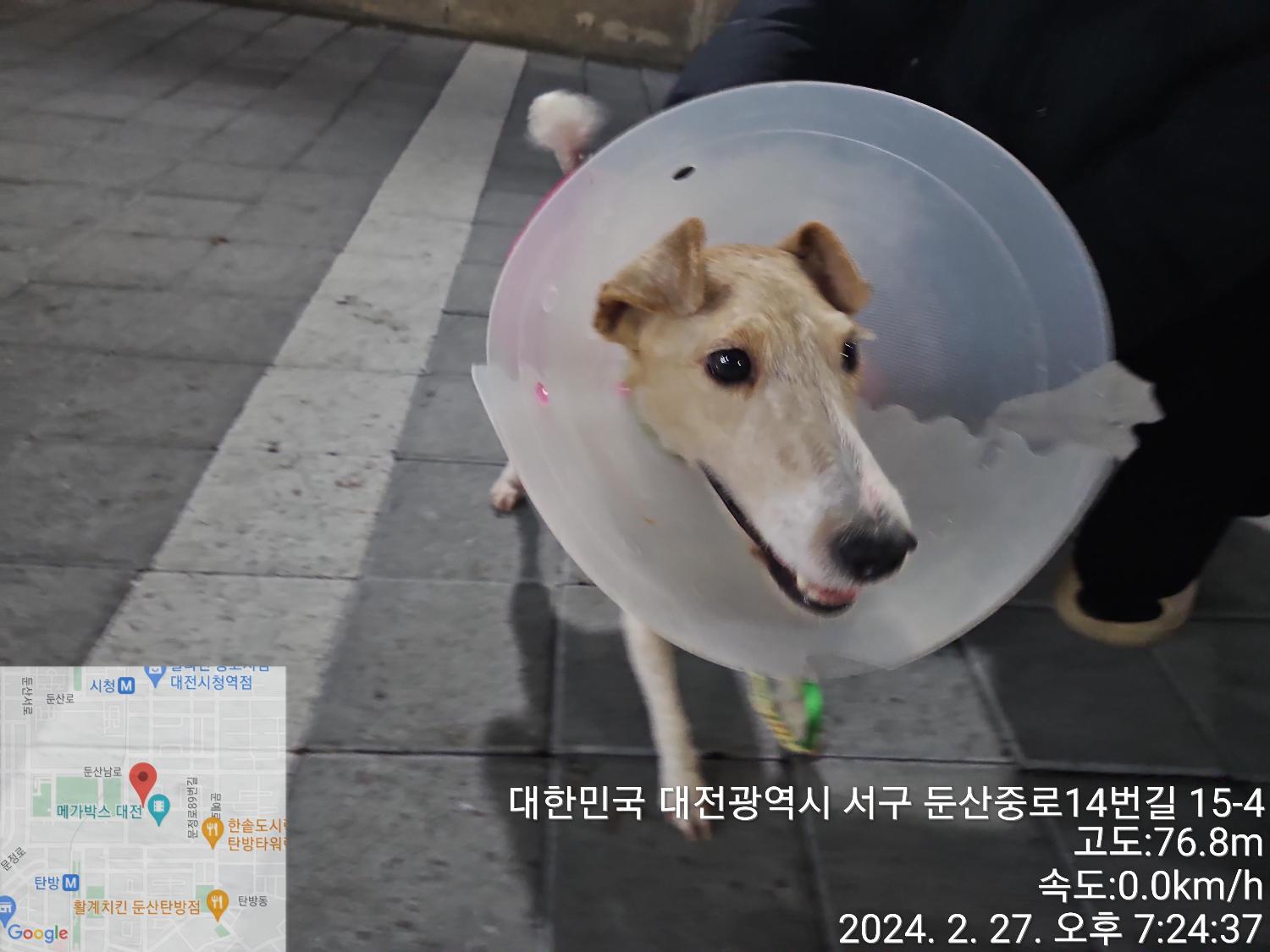 종료(반환) 믹스견…