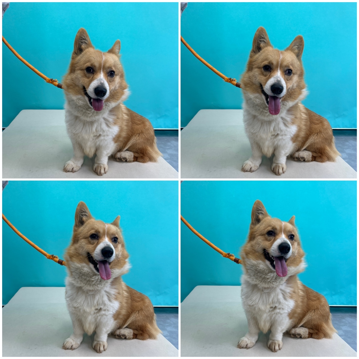 천안시 동물보호센터_444449202400207