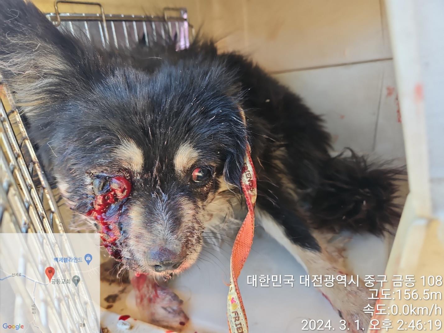 보호중 믹스견의 가…