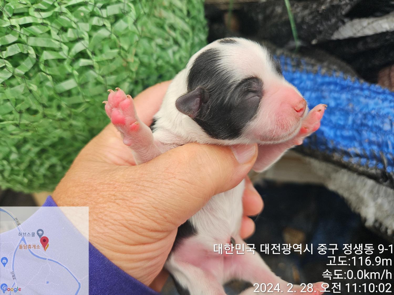 보호중 믹스견의 가…