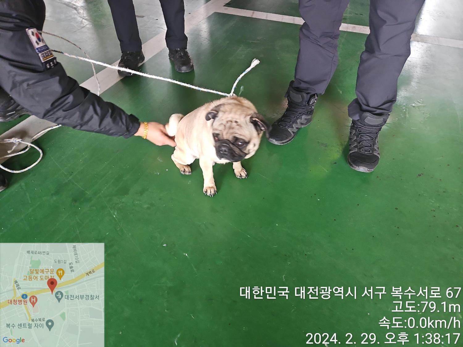 대전동물보호센터_430365202400048